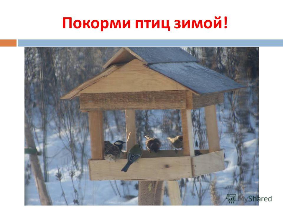 Покорми птиц зимой !