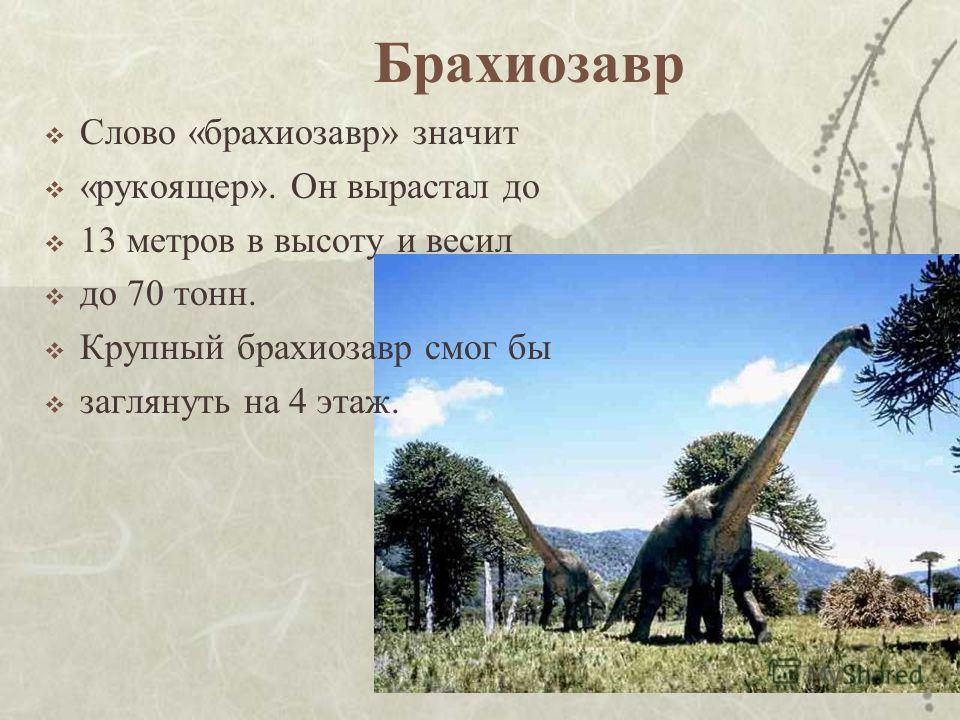 Брахиозавр Слово «брахиозавр» значит «рукоящер». Он вырастал до 13 метров в высоту и весил до 70 тонн. Крупный брахиозавр смог бы заглянуть на 4 этаж.