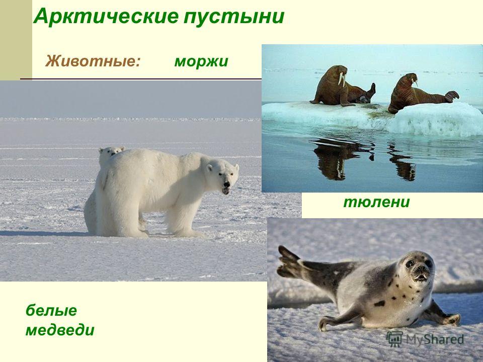Арктические пустыни Животные: белые медведи тюлени моржи