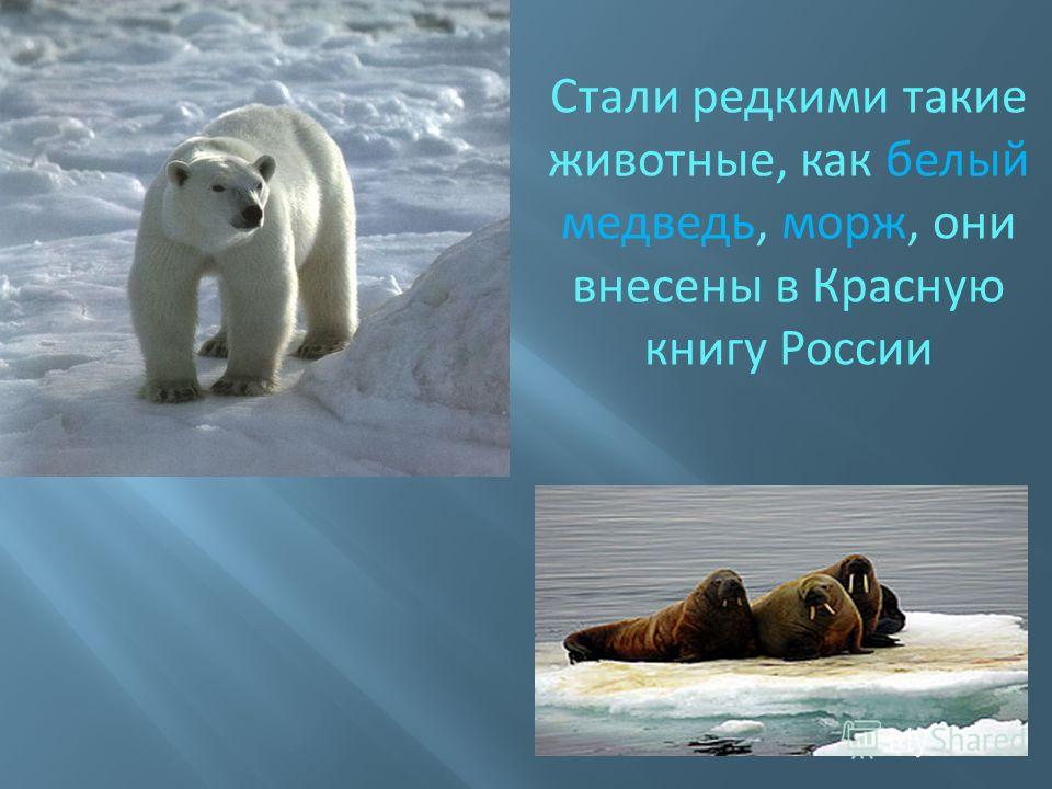 Стали редкими такие животные, как белый медведь, морж, они внесены в Красную книгу России