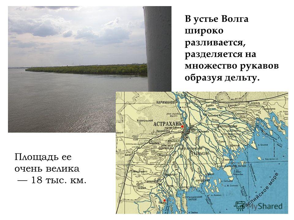 В устье Волга широко разливается, разделяется на множество рукавов образуя дельту. Площадь ее очень велика 18 тыс. км.