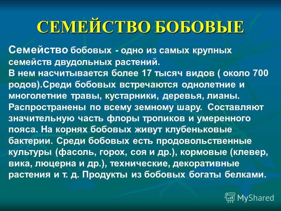 Курсовая работа по теме Подсемейство розанные. Биологические особенности и значение