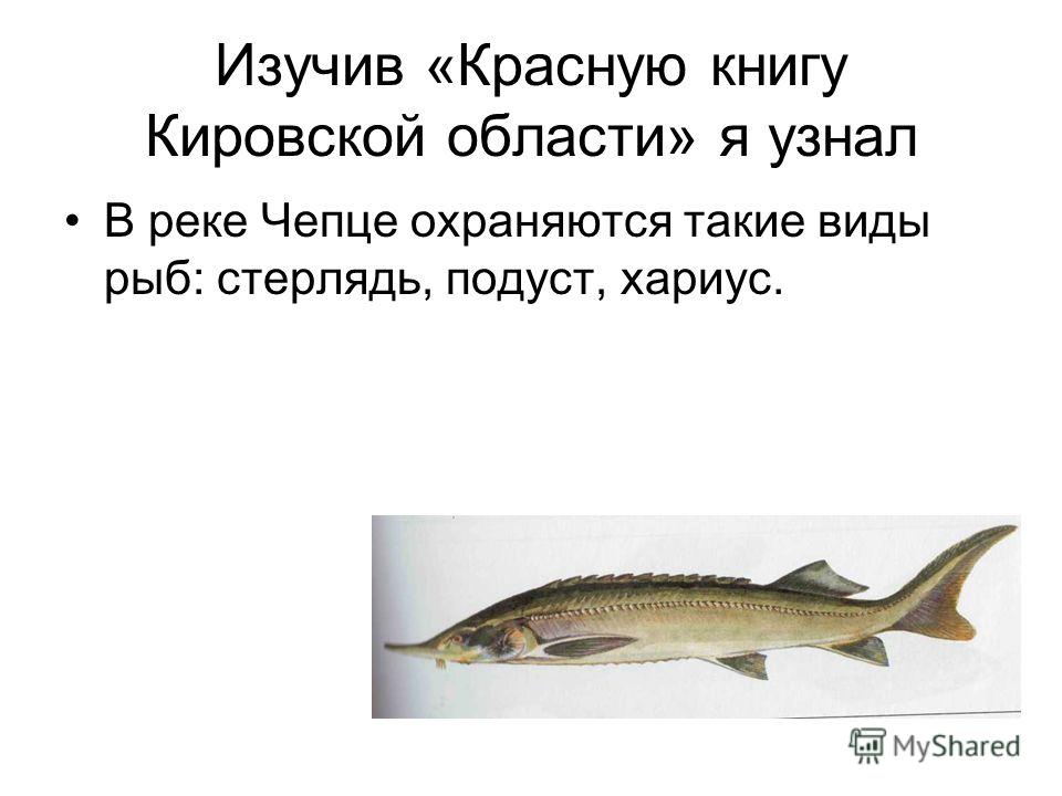 Изучив «Красную книгу Кировской области» я узнал В реке Чепце охраняются такие виды рыб: стерлядь, подуст, хариус.