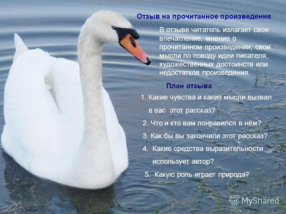 Сочинение Отзыв На Произведение Сладкова Лебедь Сочинение Отзыв На Произведение Сладкова Лебедь