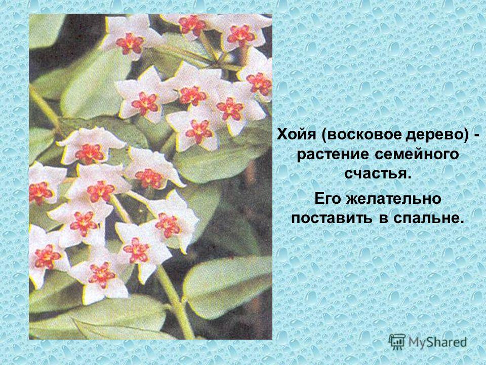 Цветок мужегон Хойя