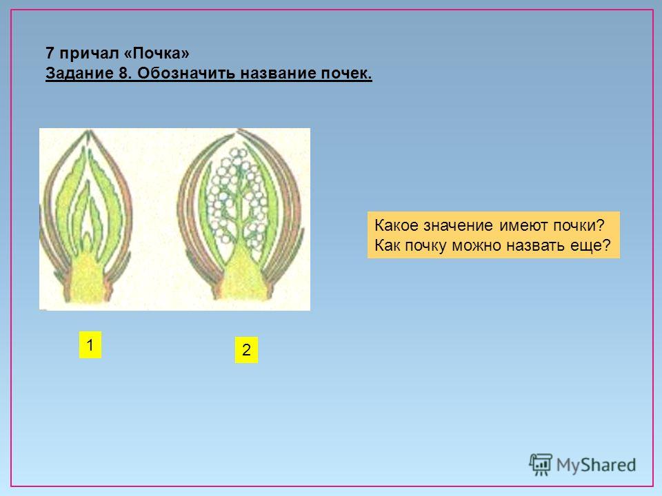Какое значение имеют цветки Какое значение имеют цветки