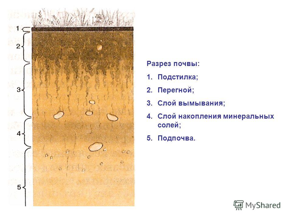 Разрез почвы: 1.Подстилка; 2.Перегной; 3.Слой вымывания; 4.Слой накопления минеральных солей; 5.Подпочва.