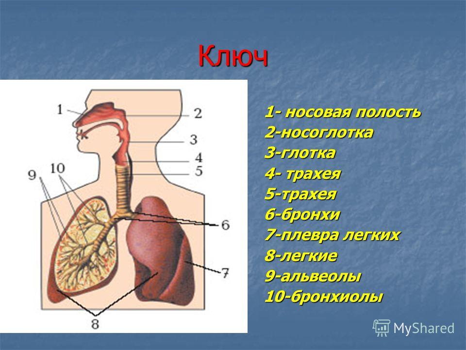 Установите последовательность расположения органов дыхательной