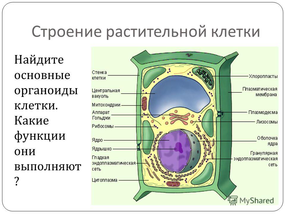 Строение Клетки Презентация 10 Класс Профильный Уровень