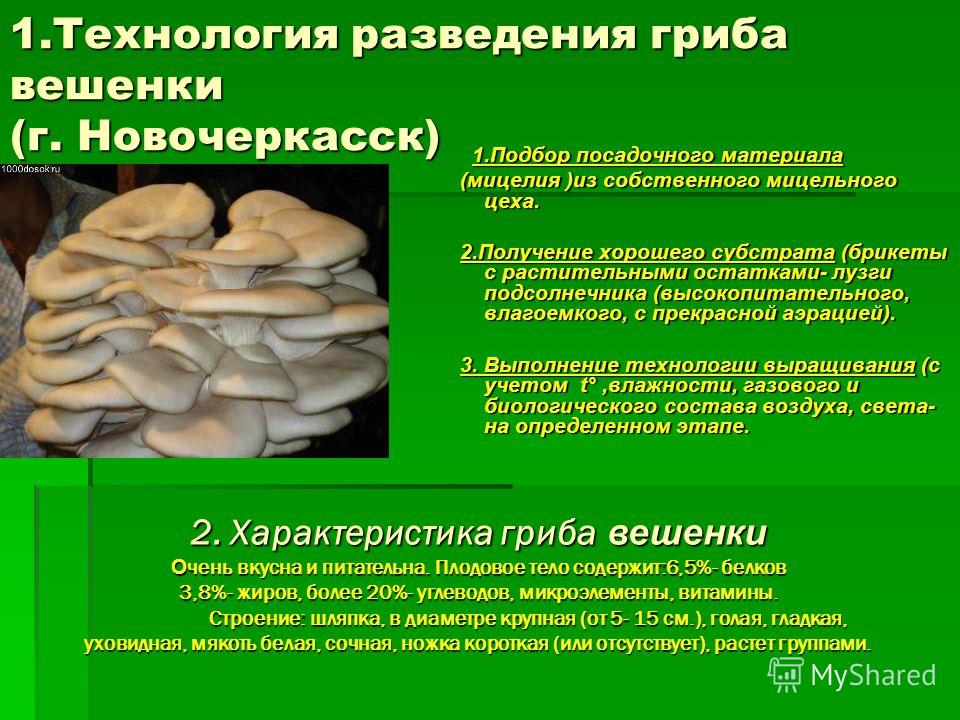 Инструкция по выращиванию вешенки для начинающих 100