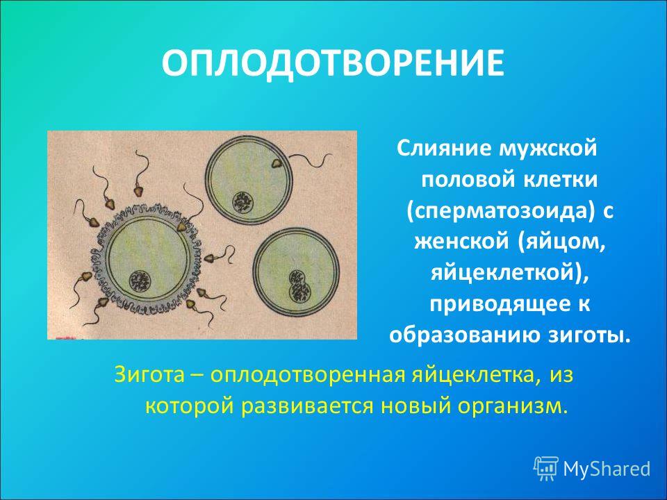 Сколько сперматозоиды живут в теле женщин Сколько сперматозоиды живут в теле женщин