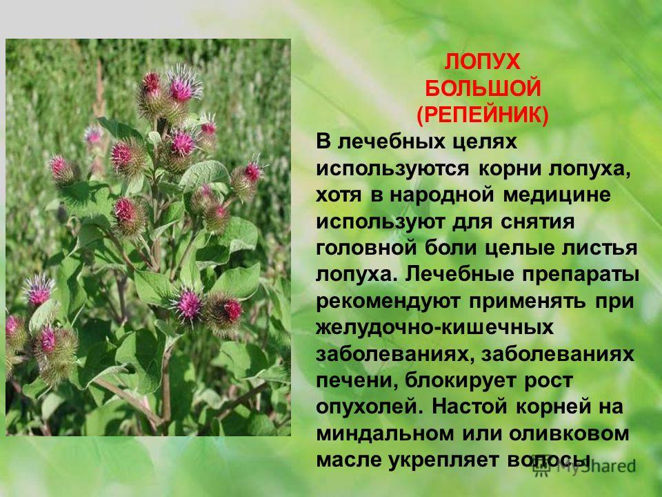 Лопух в народной медицине: листья Лопух в народной медицине: листья