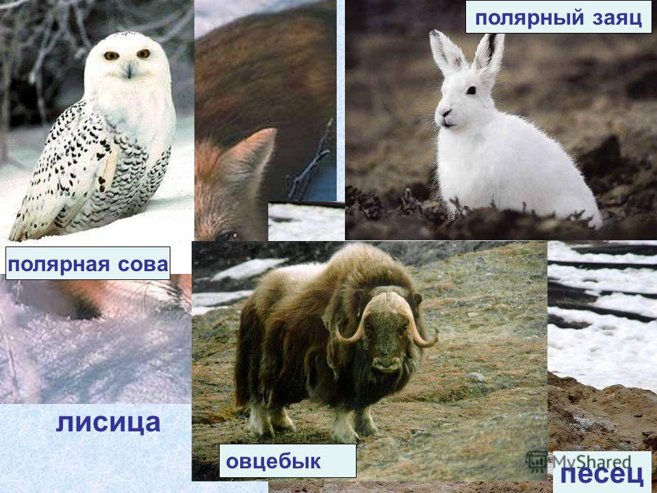 Тундра субарктический пояс