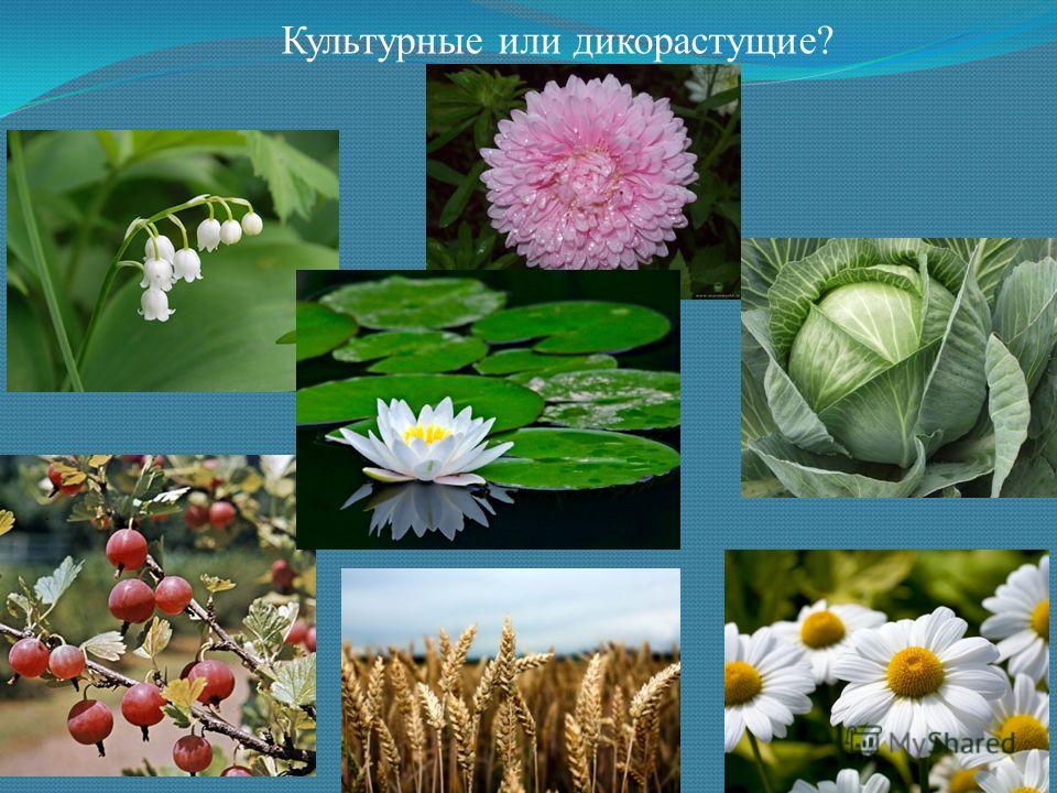 Презентация На Тему Культурные Растения Презентация На Тему Культурные Растения