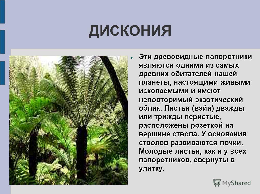 Папоротники и их примеры