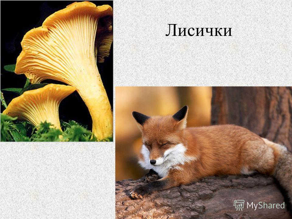 Скачать звуки поляны