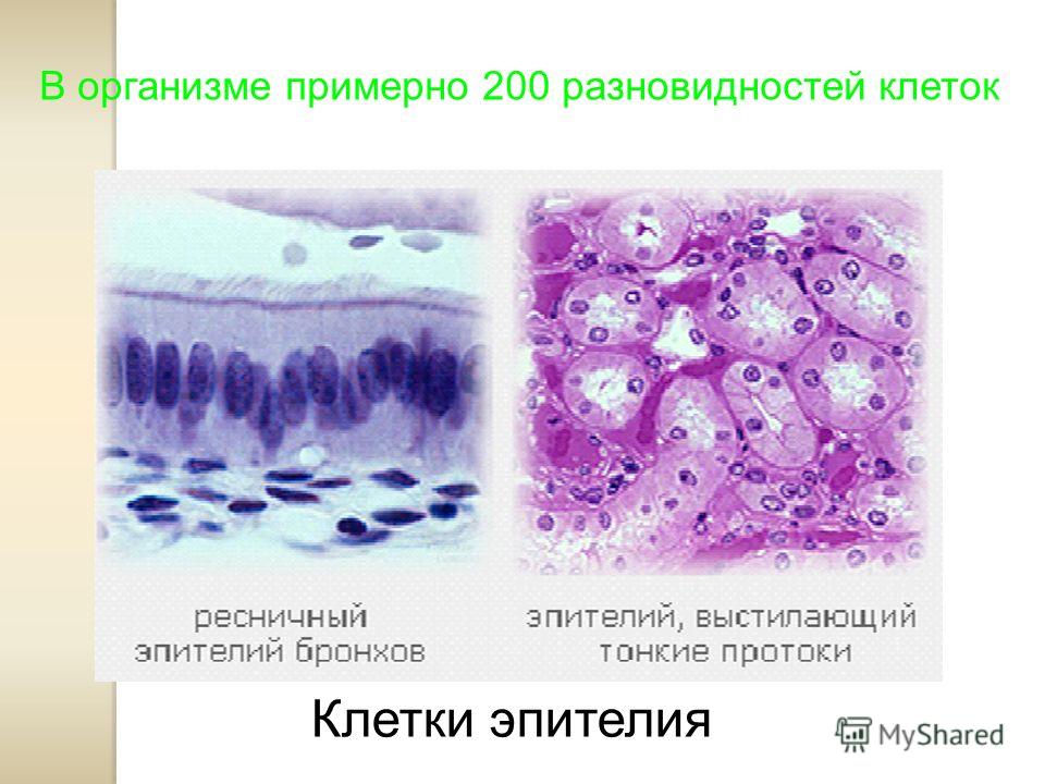 В организме примерно 200 разновидностей клеток Клетки эпителия