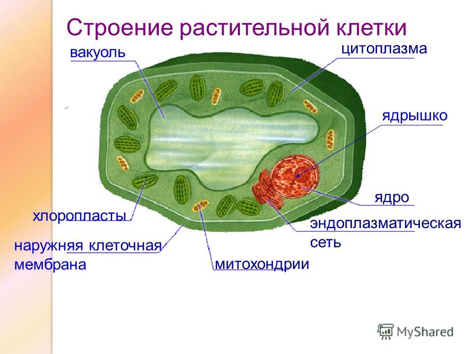 цитоплазма ядрышко ядро эндоплазматическая сеть митохондрии наружняя клеточная мембрана хлоропласты вакуоль Строение растительной клетки