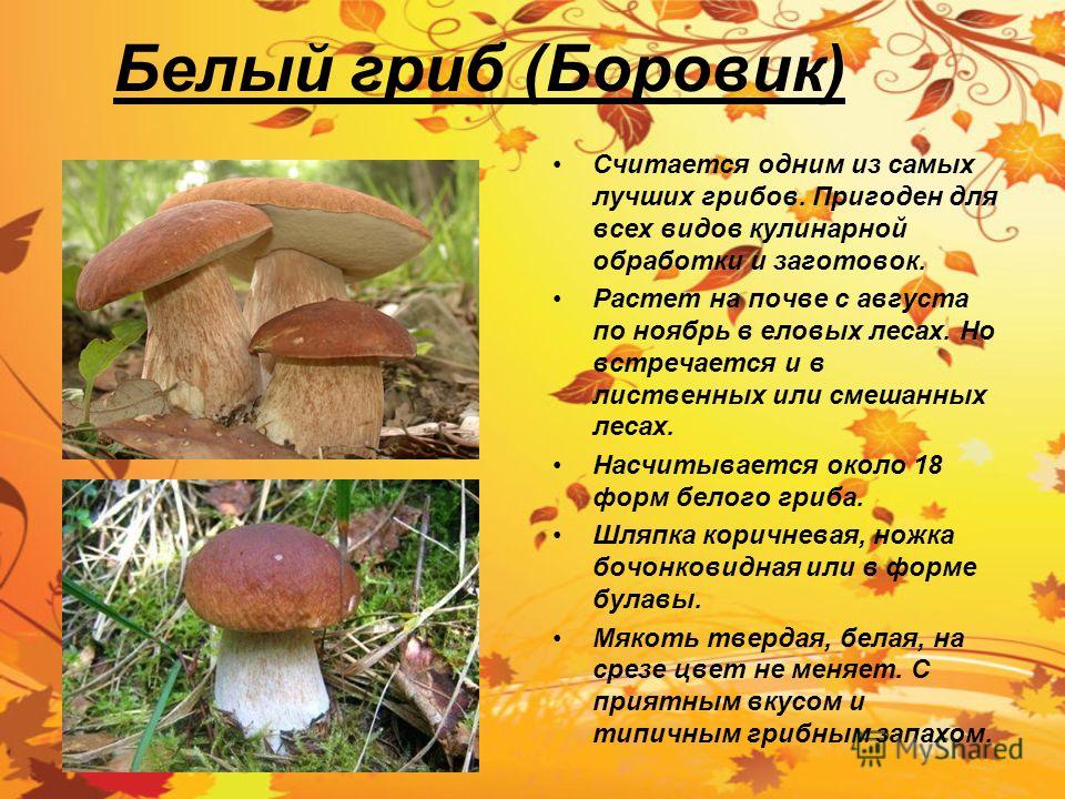 Белый гриб (Боровик) Считается одним из самых лучших грибов. Пригоден для всех видов кулинарной обработки и заготовок. Растет на почве с августа по ноябрь в еловых лесах. Но встречается и в лиственных или смешанных лесах. Насчитывается около 18 форм 