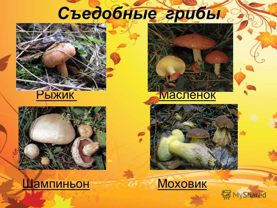Съедобные грибы Рыжик Маслёнок Шампиньон Моховик
