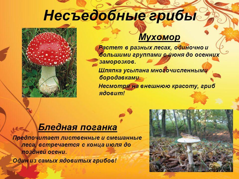 Несъедобные грибы Мухомор Растет в разных лесах, одиночно и большими группами с июня до осенних заморозков. Шляпка усыпана многочисленными бородавками. Несмотря на внешнюю красоту, гриб ядовит! Бледная поганка Предпочитает лиственные и смешанные леса