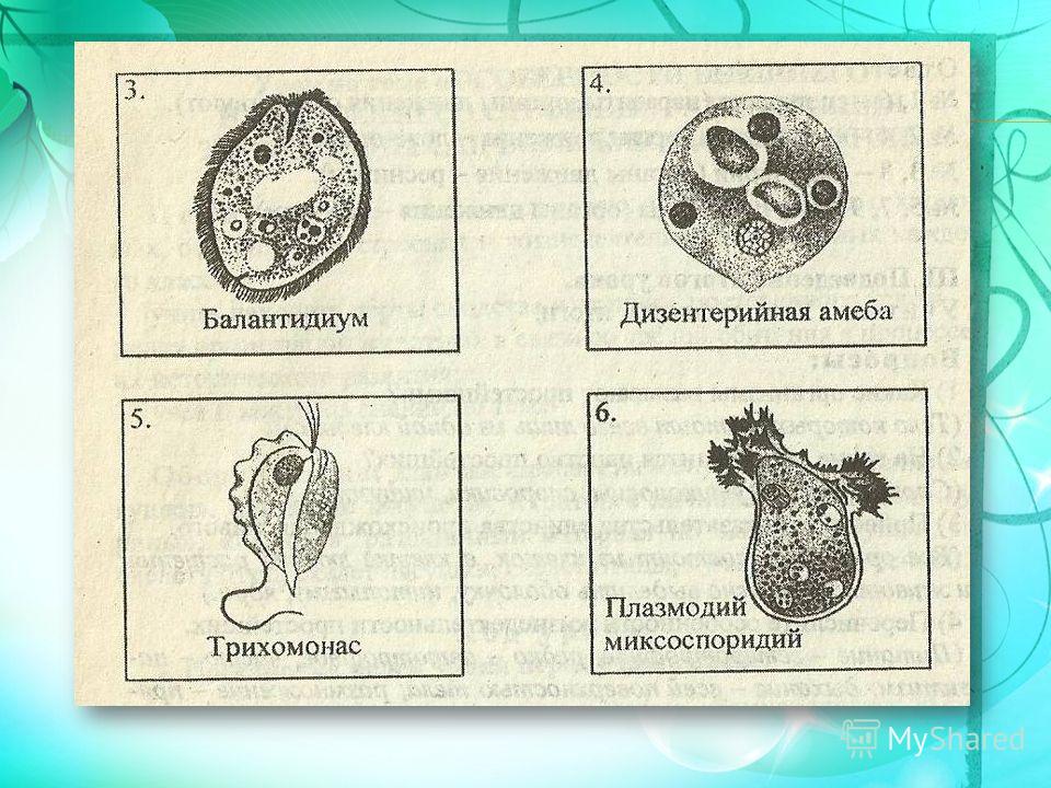 какие организмы называют паразитами биология 7 какие организмы называют паразитами биология 7