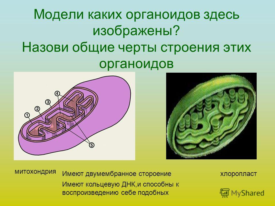 Какие органоиды изображены на рисунках какие функции выполняют Какие органоиды изображены на рисунках какие функции выполняют