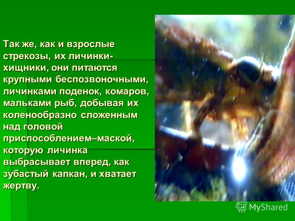 Личинка стрекозы и малёк рыбы отношения Личинка стрекозы и малёк рыбы отношения