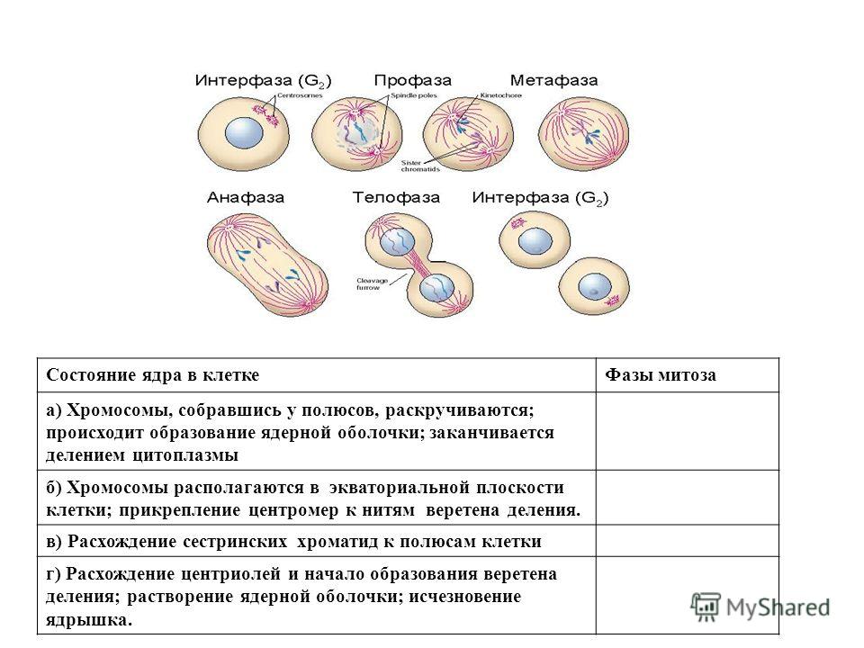 Состояние ядра в клеткеФазы митоза а) Хромосомы, собравшись у полюсов, раскручиваются; происходит образование ядерной оболочки; заканчивается делением цитоплазмы б) Хромосомы располагаются в экваториальной плоскости клетки; прикрепление центромер к н
