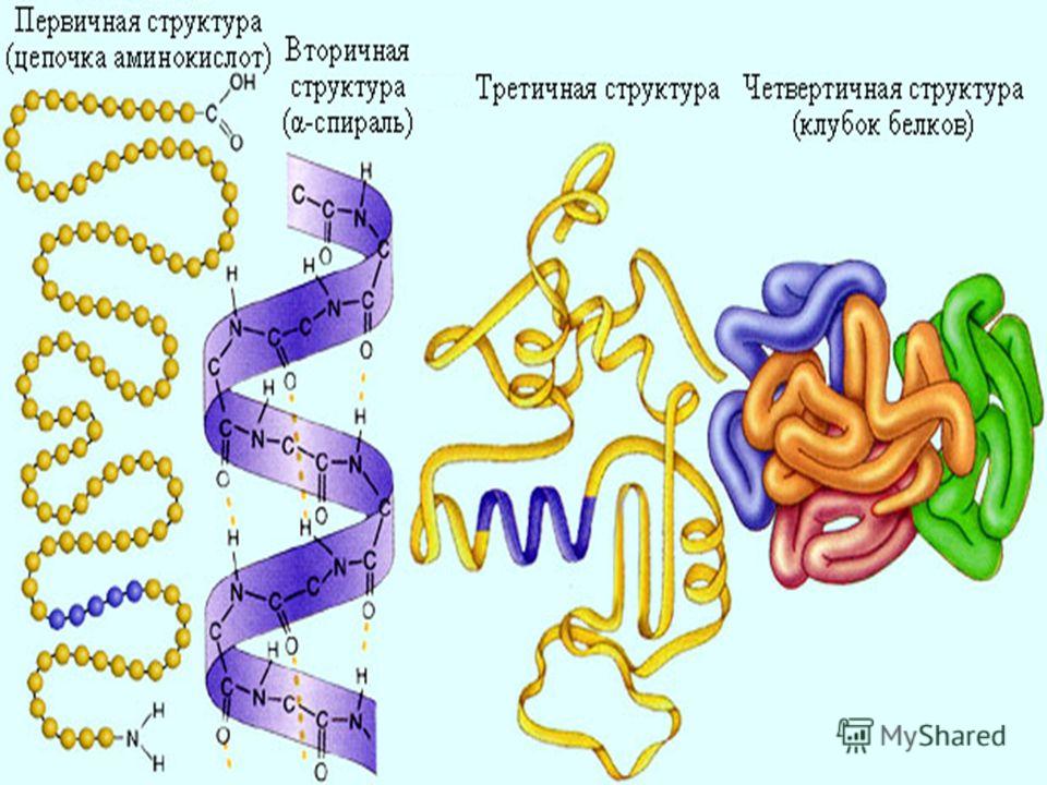 Структуры белковых молекул первичная – последовательность аминокислотных остатков вторичная – спиралевидная структура третичная – сворачивание спирали в результате ионных взаимодействий четвертичная – образование глобул
