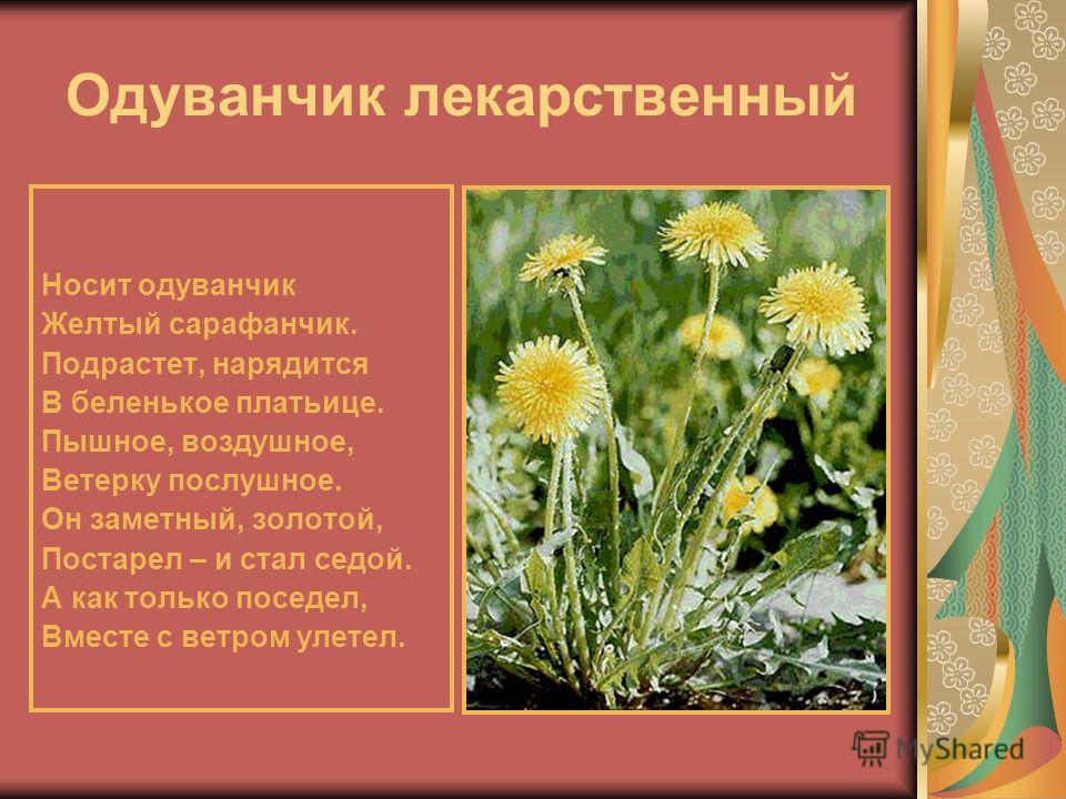 Пословицы и поговорки про одуванчики Пословицы и поговорки про одуванчики