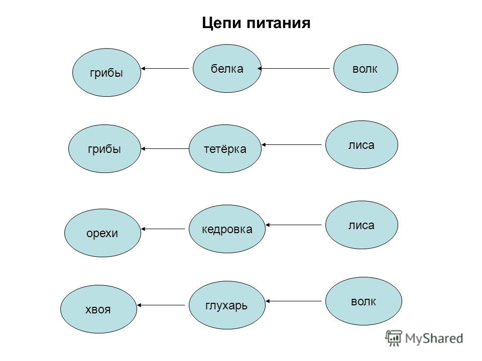 Составь схему цепи питания характерной для тайги