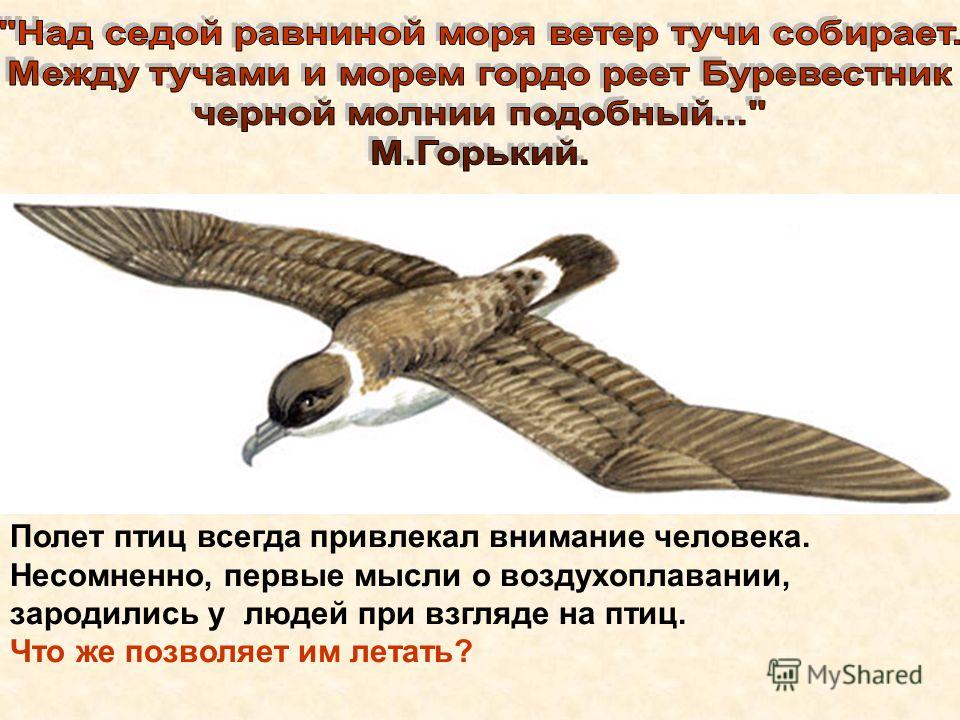 Стих гордый буревестник Стих гордый буревестник