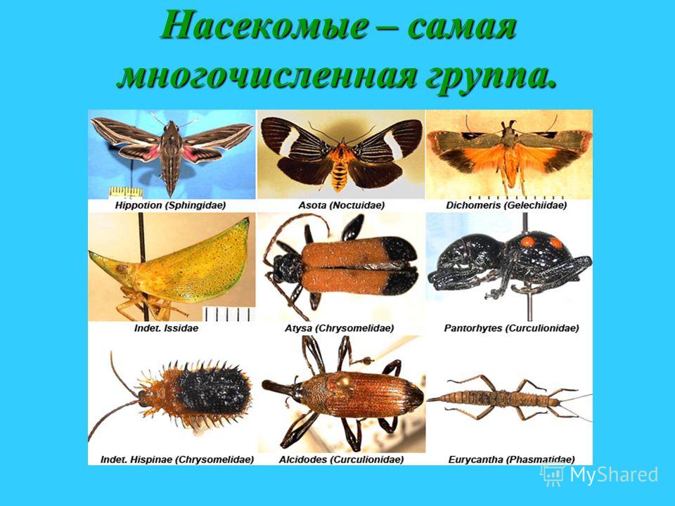 Конкурс по окружающему для 1 класса Конкурс по окружающему для 1 класса