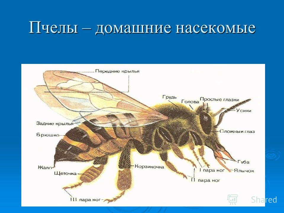 Пчелы – домашние насекомые
