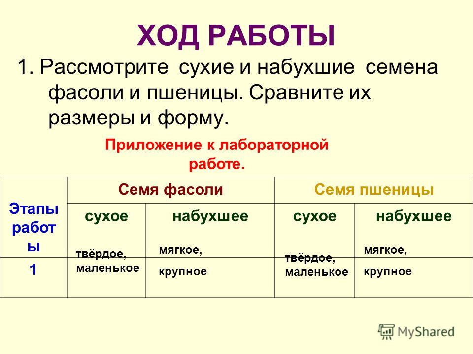 Семена строение семян и зародыша Семена строение семян и зародыша