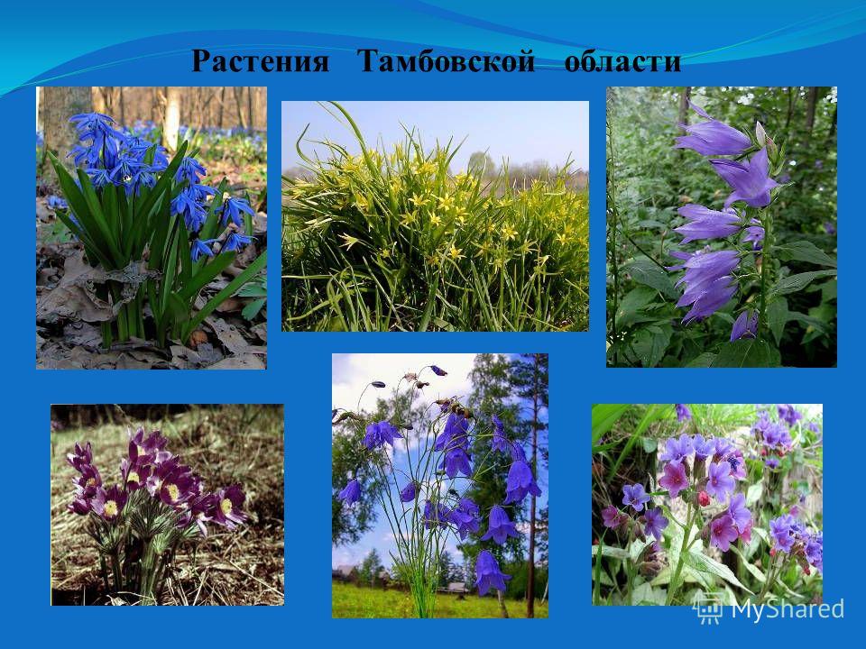 Растения Тамбовской области