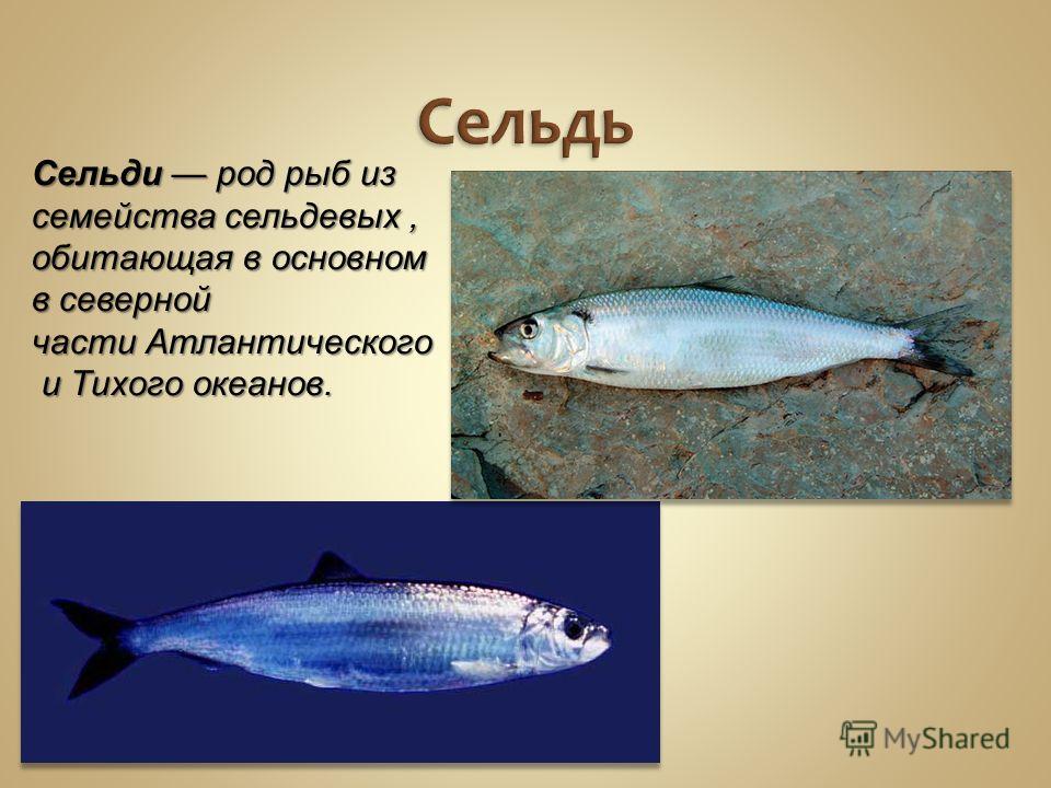 Сельдь Сельди род рыб из семейства сельдевых, обитающая в основном в северной части Атлантического и Тихого океанов.