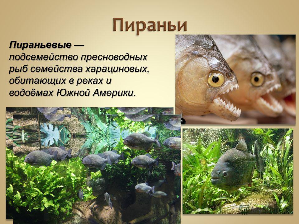 Пираньи Пираньевые подсемейство пресноводных рыб семейства харациновых, обитающих в реках и водоёмах Южной Америки.