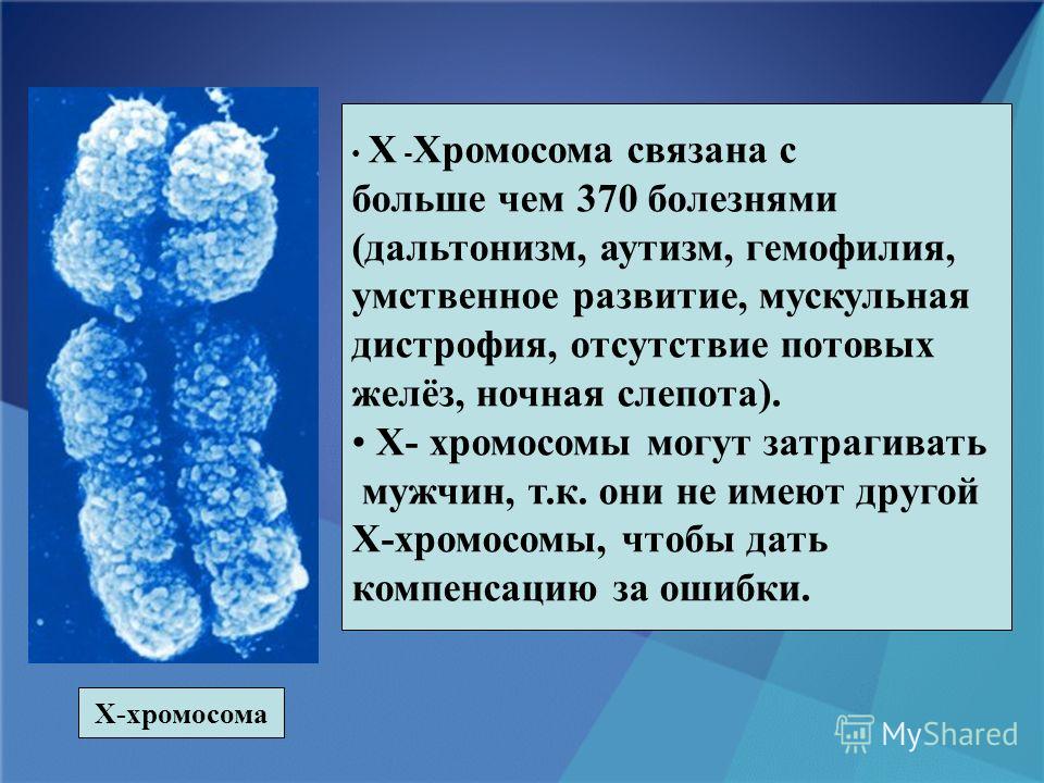 Х-хромосома Х - Хромосома связана с больше чем 370 болезнями (дальтонизм, аутизм, гемофилия, умственное развитие, мускульная дистрофия, отсутствие потовых желёз, ночная слепота). Х- хромосомы могут затрагивать мужчин, т.к. они не имеют другой Х-хромо