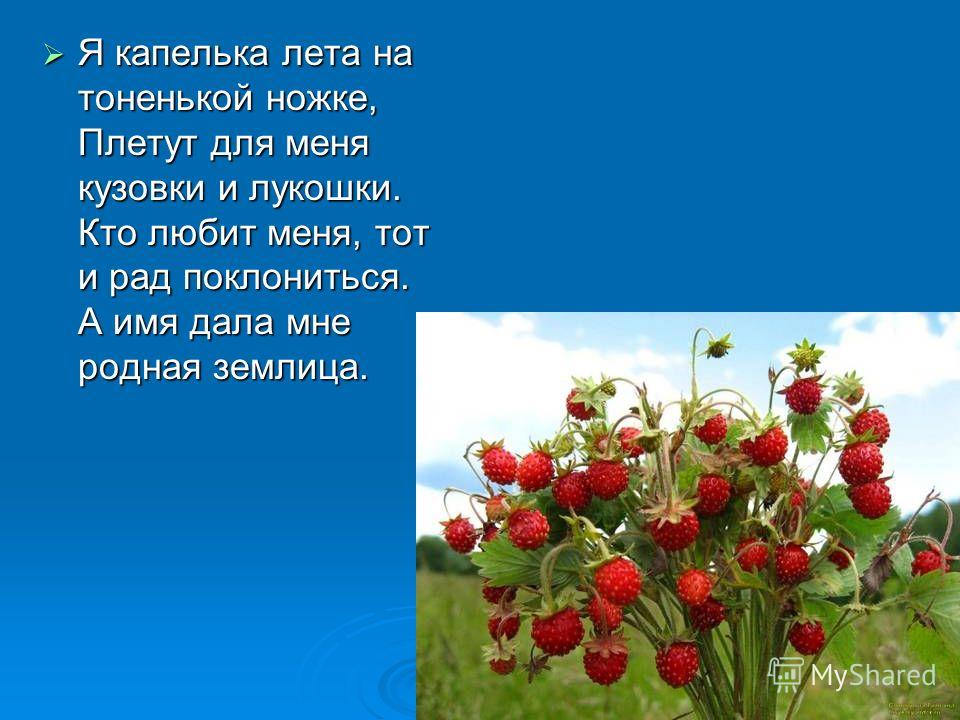 Я капелька лета на тоненькой ножке плетут Я капелька лета на тоненькой ножке плетут