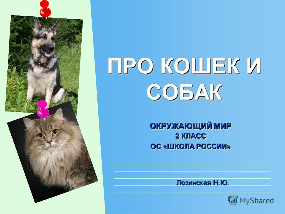 Проект кошки и собаки окружающий мир 2 класс