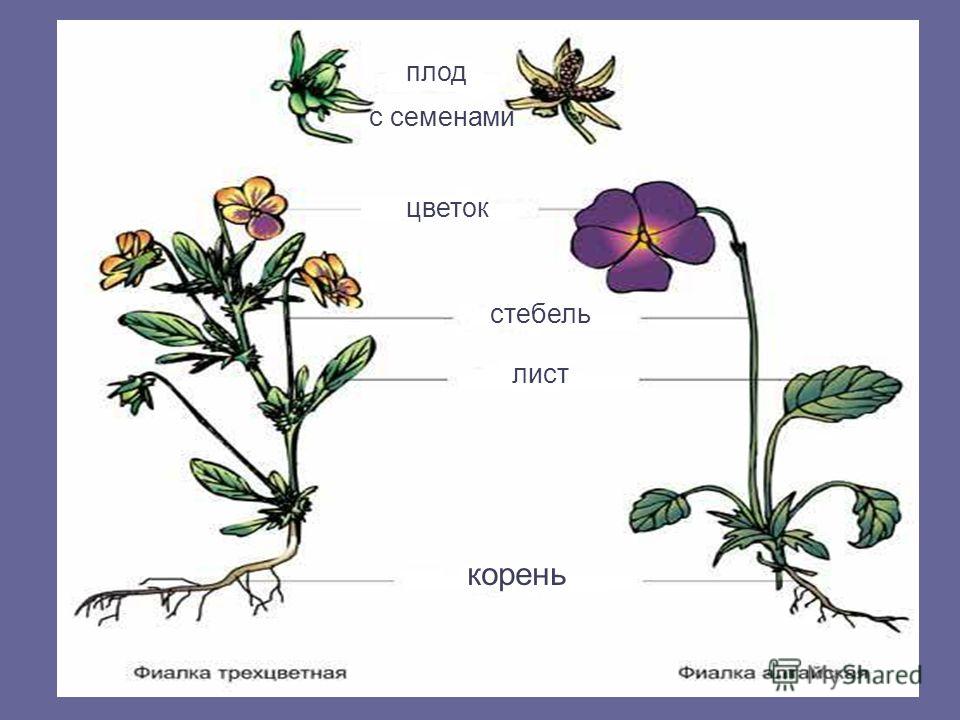 Первый Цветок Фото