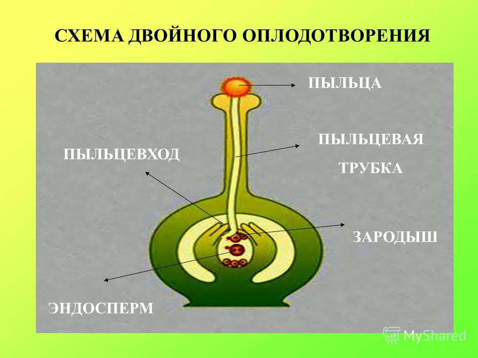 Рассмотри схему двойного оплодотворения у цветковых растений выбери какие обозна
