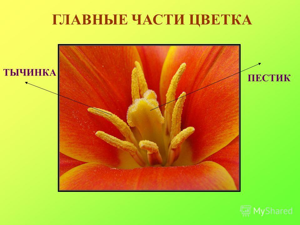 Части цветка пестик тычинка Части цветка пестик тычинка