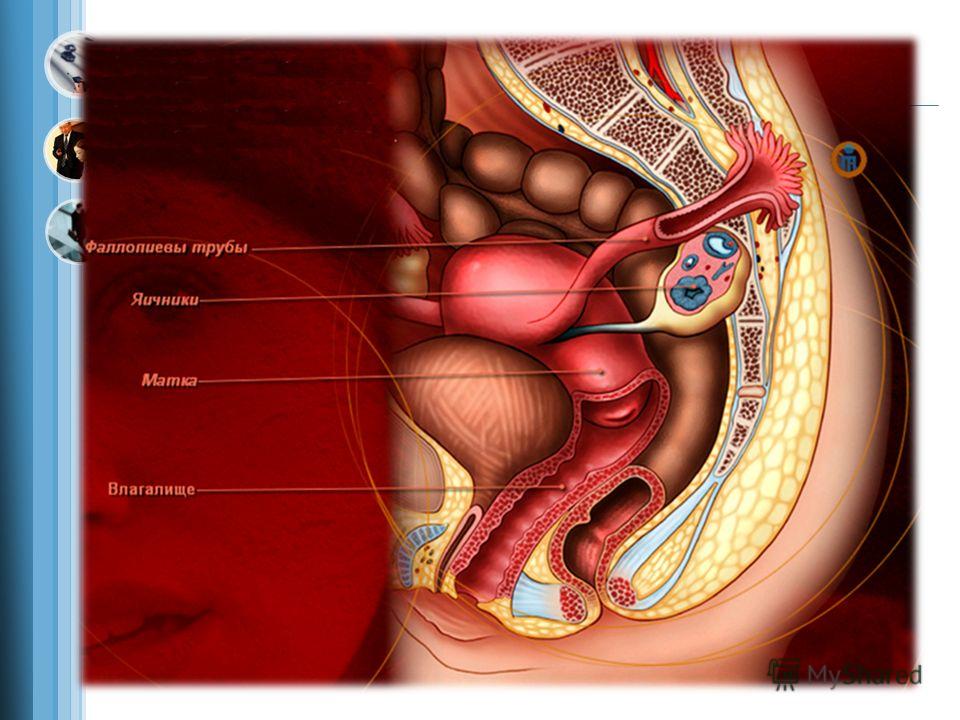 Половые Органы Женщины Фото