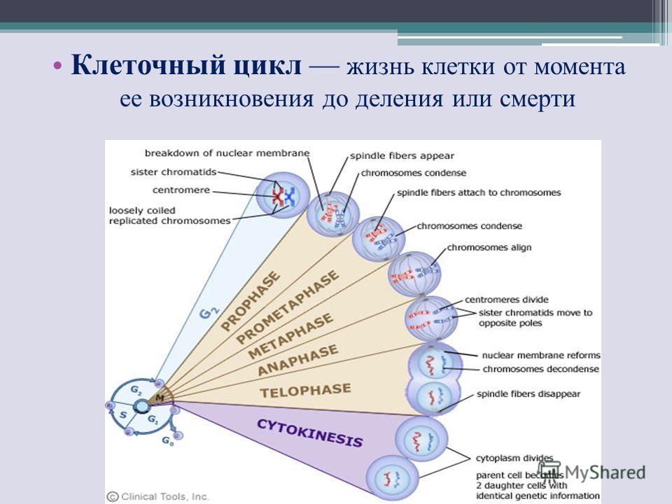 Клеточный цикл жизнь клетки от момента ее возникновения до деления или смерти