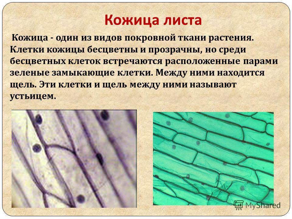 Лабораторная Работа Кожица Листа Лабораторная Работа Кожица Листа