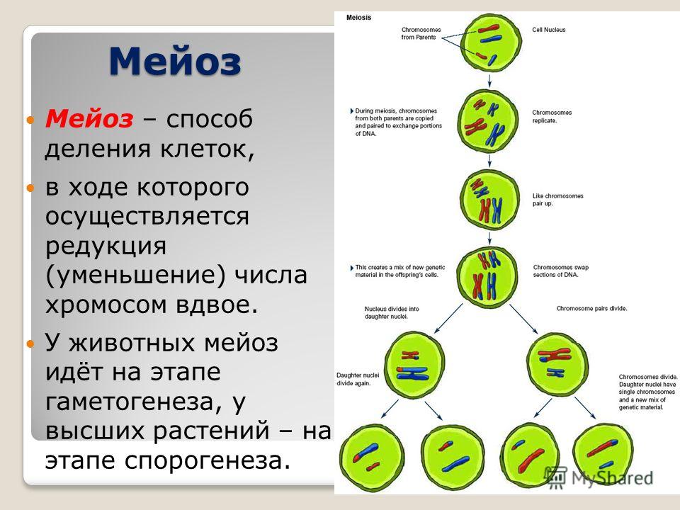 Митоз Митоз – непрямое деление клетки. Основной способ деления эукариотических клеток, сопровождается сложной реконструкцией ядерного аппарата.