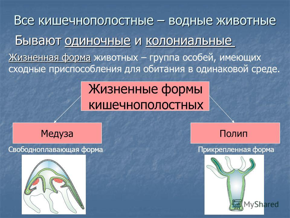 Сколько слоёв в теле кишечнополостных Сколько слоёв в теле кишечнополостных